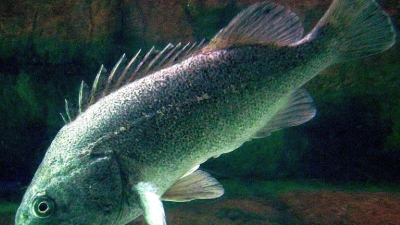 Риба-деликатес от Тихия океан се засели в Черно море